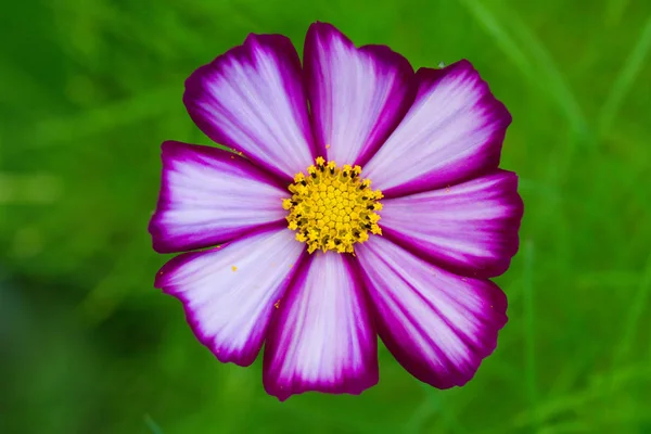 Flores preciosas, jardín de verano, hermoso fondo, flor — Foto de Stock