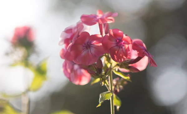 Прекрасні квіти, літній сад, красивий фон, цвіте — стокове фото