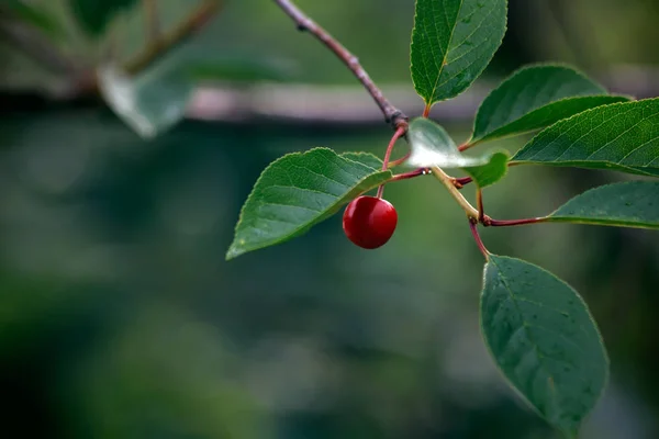 Kiraz. Arka plan bulanık. Bir dalı, yararlı, tatlı olgun berry — Stok fotoğraf