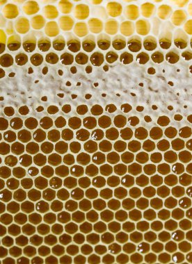 Tatlım, tatlı bal, lezzetli, arıcılık, petek, doğal ürünler