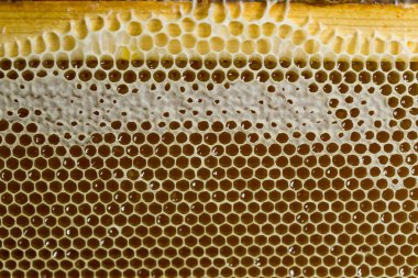 Tatlım, tatlı bal, lezzetli, arıcılık, petek, doğal ürünler