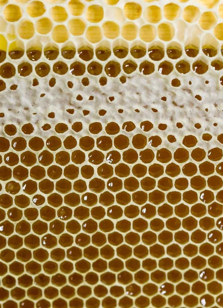 Tatlım, tatlı bal, lezzetli, arıcılık, petek, doğal ürünler