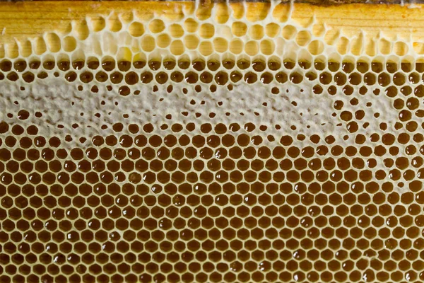 Tatlım, tatlı bal, lezzetli, arıcılık, petek, doğal ürünler