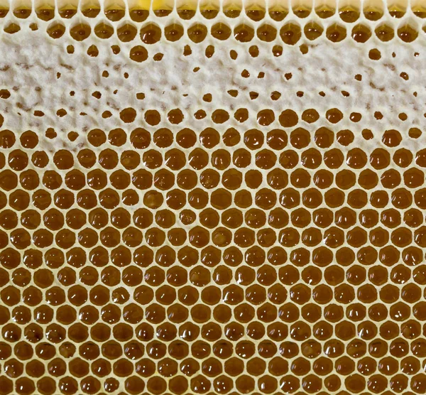 Miel, miel doux, délicieux, apiculture, nid d'abeille, produits naturels — Photo