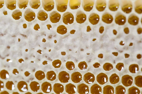 Tatlım, tatlı bal, lezzetli, arıcılık, petek, doğal ürünler