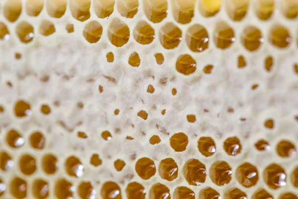 Tatlım, tatlı bal, lezzetli, arıcılık, petek, doğal ürünler