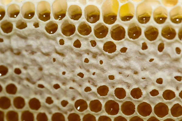 Miel, miel dulce, delicioso, apicultura, panal, productos naturales —  Fotos de Stock