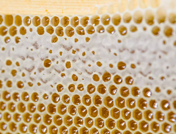 Mel, mel doce, delicioso, apicultura, favo de mel, produtos naturais — Fotografia de Stock