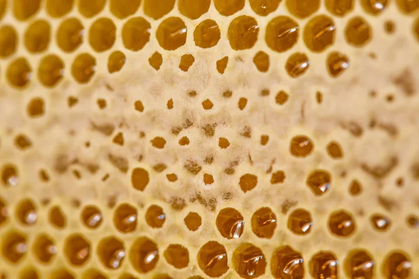 Tatlım, tatlı bal, lezzetli, arıcılık, petek, doğal ürünler