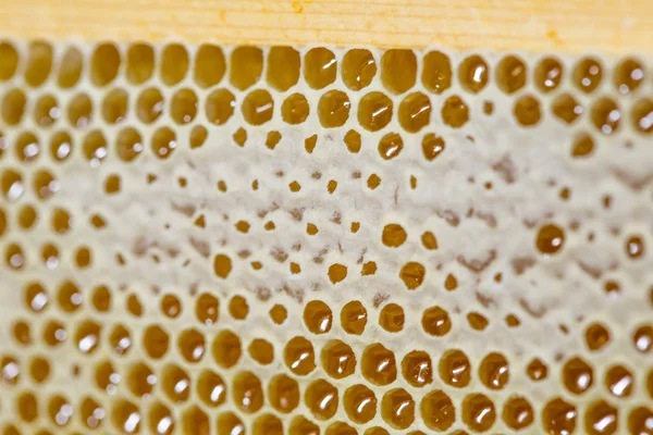 Miel, miel dulce, delicioso, apicultura, panal, productos naturales — Foto de Stock