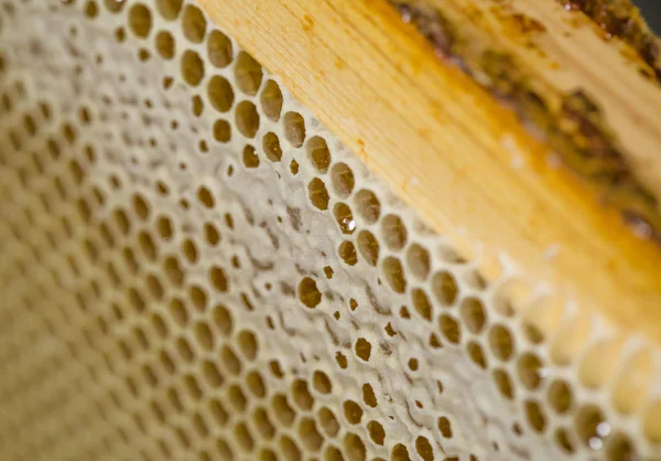 Miele, miele dolce, delizioso, apicoltura, favo, prodotti naturali — Foto Stock