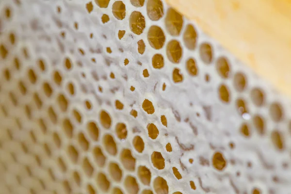 Honig, süßer Honig, köstlich, Imkerei, Bienenwaben, natürliche Produkte — Stockfoto