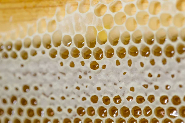 Miel, miel dulce, delicioso, apicultura, panal, productos naturales — Foto de Stock