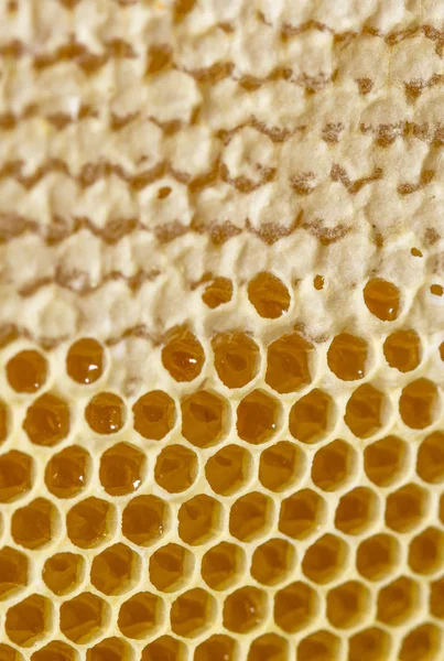 Tatlım, tatlı bal, lezzetli, arıcılık, petek, doğal ürünler