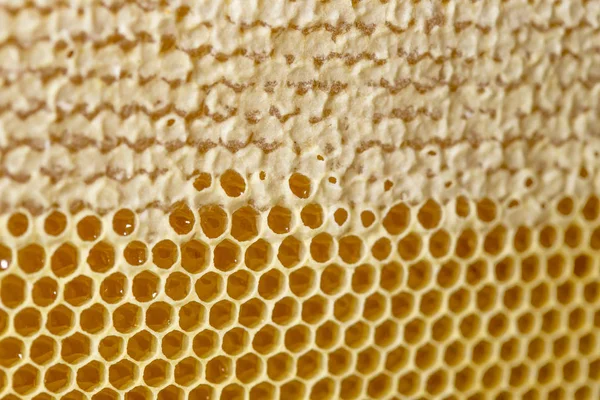 Miód, słodki miód, pyszne, pszczelarstwo, plaster miodu, naturalne produkty — Zdjęcie stockowe