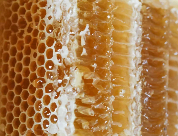 Tatlım, tatlı bal, lezzetli, arıcılık, petek, doğal ürünler