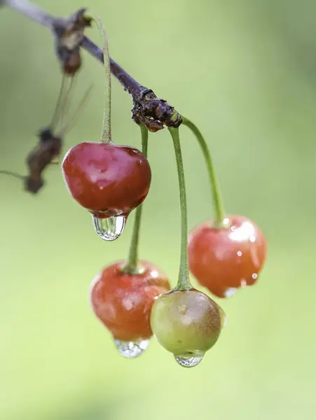 Bahçedeki Kirazlar Lezzetli Bir Dut Bir Dalda Kiraz Meyveleri — Stok fotoğraf