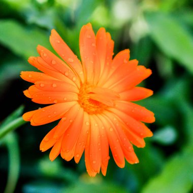 Bunlar bahçe için güzel çiçekler. Yazın renkleri.