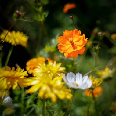 Bunlar bahçe için güzel çiçekler. Yazın renkleri.