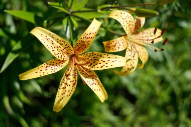 Bunlar bahçe için güzel çiçekler. Yazın renkleri.