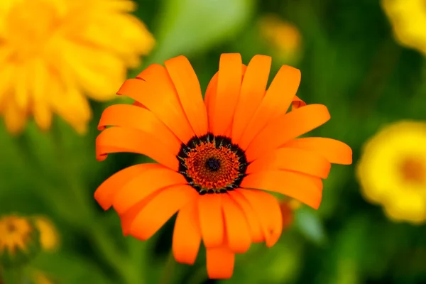 Αυτά Είναι Όμορφα Λουλούδια Για Τον Κήπο Χρώματα Του Καλοκαιριού — Φωτογραφία Αρχείου