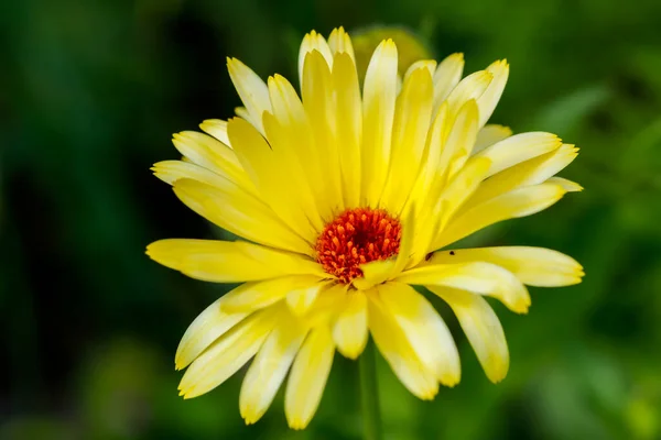 Bunlar bahçe için güzel çiçekler. Yazın renkleri.