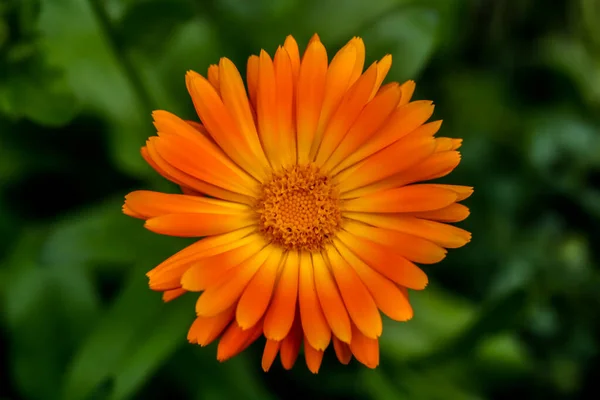 Bunlar bahçe için güzel çiçekler. Yazın renkleri.