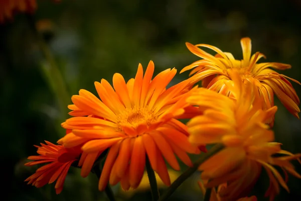 Questi Sono Bellissimi Fiori Giardino Colori Dell Estate — Foto Stock