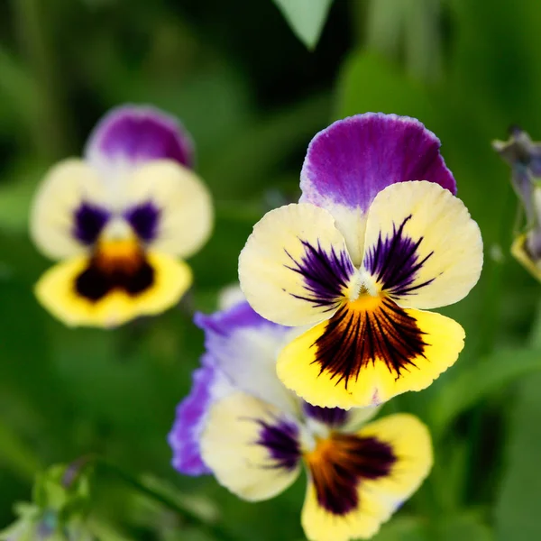 Estas Flores São Lindas Para Jardim Cores Verão — Fotografia de Stock