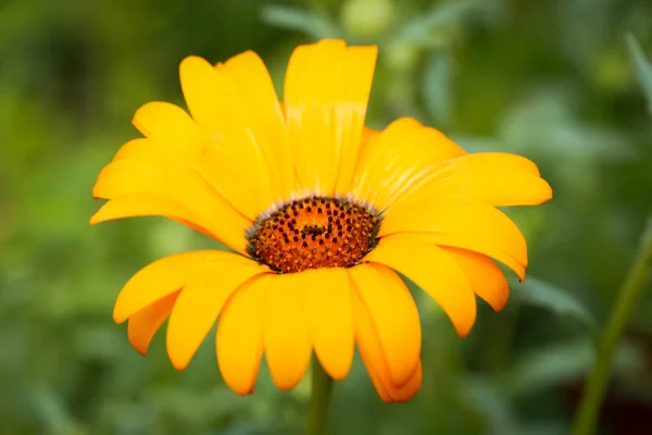 Sont Belles Fleurs Pour Jardin Les Couleurs Été — Photo