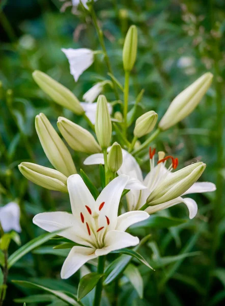 Bunlar Bahçe Için Güzel Çiçekler Yazın Renkleri — Stok fotoğraf