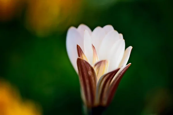 Dit Zijn Prachtige Bloemen Voor Tuin Kleuren Van Zomer — Stockfoto