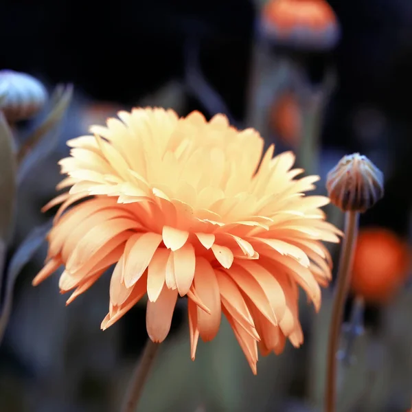 Estas Flores São Lindas Para Jardim Cores Verão — Fotografia de Stock