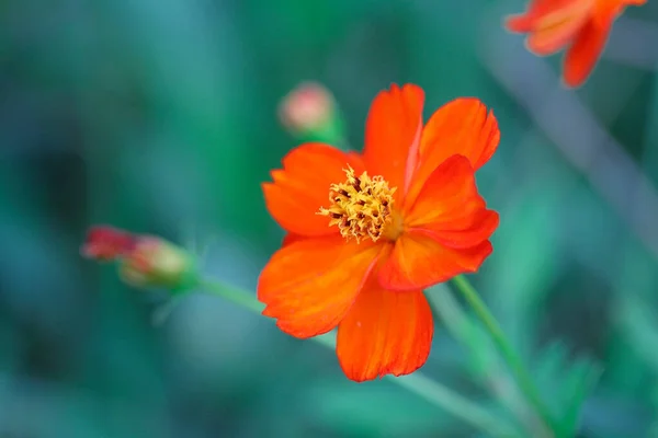 Αυτά Είναι Όμορφα Λουλούδια Για Τον Κήπο Χρώματα Του Καλοκαιριού — Φωτογραφία Αρχείου