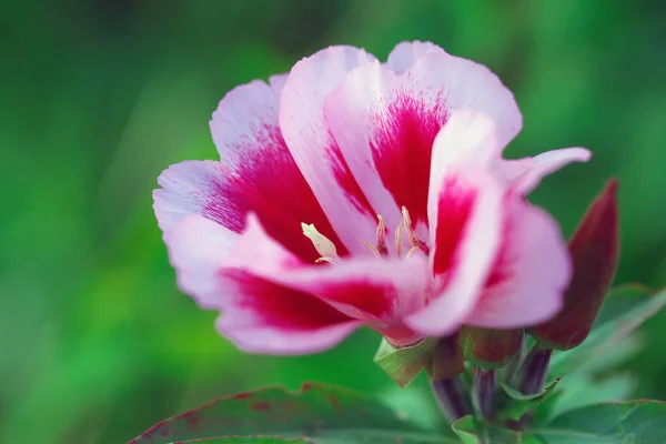 Прекрасні Квіти Саду Кольори Літа — стокове фото