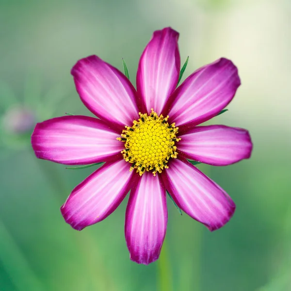 Sont Belles Fleurs Pour Jardin Les Couleurs Été — Photo