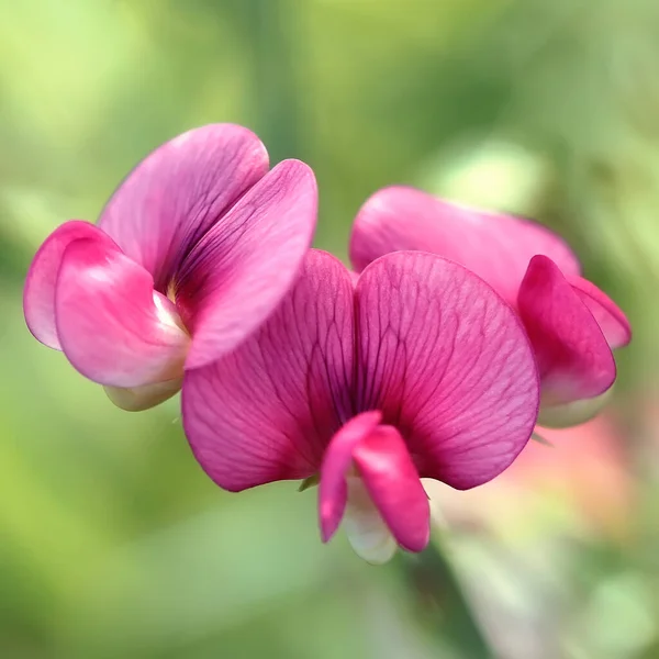 Прекрасні Квіти Саду Кольори Літа — стокове фото