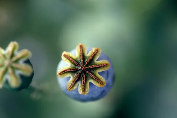 Αυτό Είναι Παπαρούνα Σπόροι Παπαρούνας Φυτά Στην Ύπαιθρο — Φωτογραφία Αρχείου