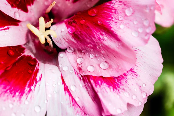 Dit Zijn Prachtige Bloemen Voor Tuin Kleuren Van Zomer — Stockfoto