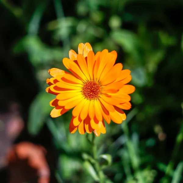 Questi Sono Bellissimi Fiori Giardino Colori Dell Estate — Foto Stock