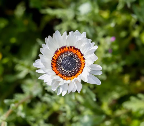 Bunlar bahçe için güzel çiçekler. Yazın renkleri.