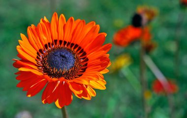 Bunlar bahçe için güzel çiçekler. Yazın renkleri.