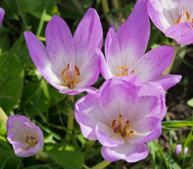 Bunlar bahçe için güzel çiçekler. Yazın renkleri.
