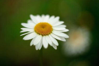 Bunlar bahçe için güzel çiçekler. Yazın renkleri.