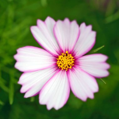 Bunlar bahçe için güzel çiçekler. Yazın renkleri.