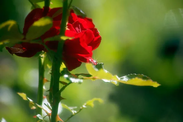 Троянда Прекрасні Квіти Саду Кольори Літа — стокове фото