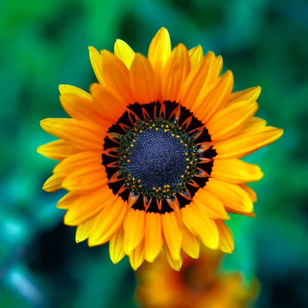 Bunlar bahçe için güzel çiçekler. Yazın renkleri.