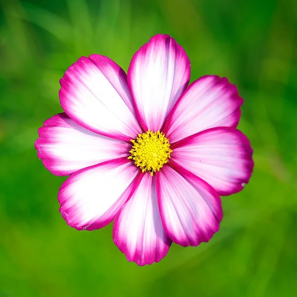 Beautiful Flowers Garden Colors Summer — Stock Photo, Image