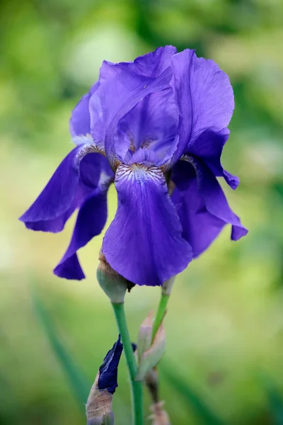 Questi Sono Bellissimi Fiori Giardino Colori Dell Estate — Foto Stock