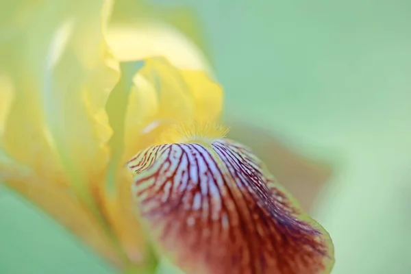 Jsou Krásné Květiny Zahrady Barvy Léta — Stock fotografie